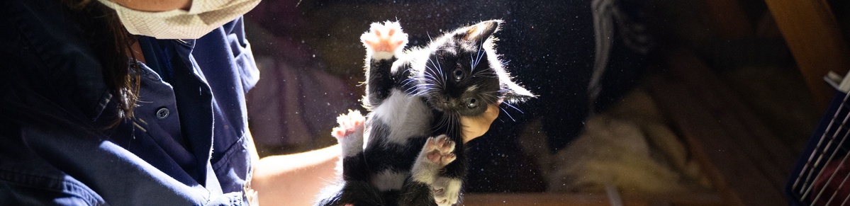 kitten rescued from roof